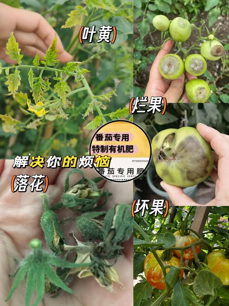 番茄怎么做肥料「番茄肥料怎么种植视频」 花朵知识 番茄怎么做肥料「番茄肥料怎么种植视频」 番茄怎么做肥料「番茄肥料怎么种植视频」 花朵知识
