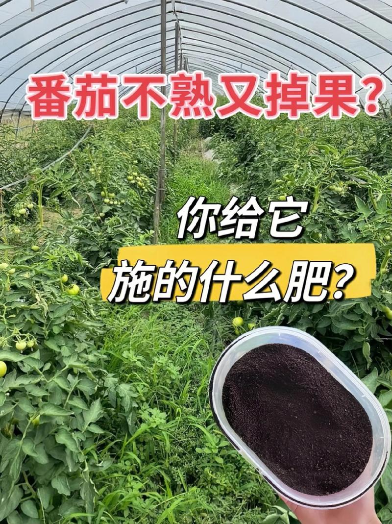 西红柿烂果问题如何解决「烂掉的番茄怎么种植视频」 西红柿烂果问题如何解决「烂掉的番茄怎么种植视频」 番茄病虫害防治