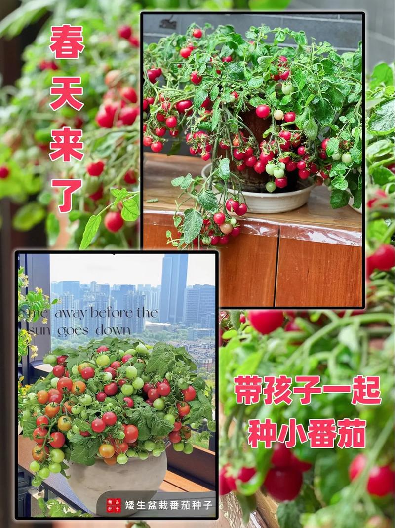 樱桃番茄种植方法「小樱桃番茄怎么种植视频」 樱桃番茄种植方法「小樱桃番茄怎么种植视频」 种植技巧