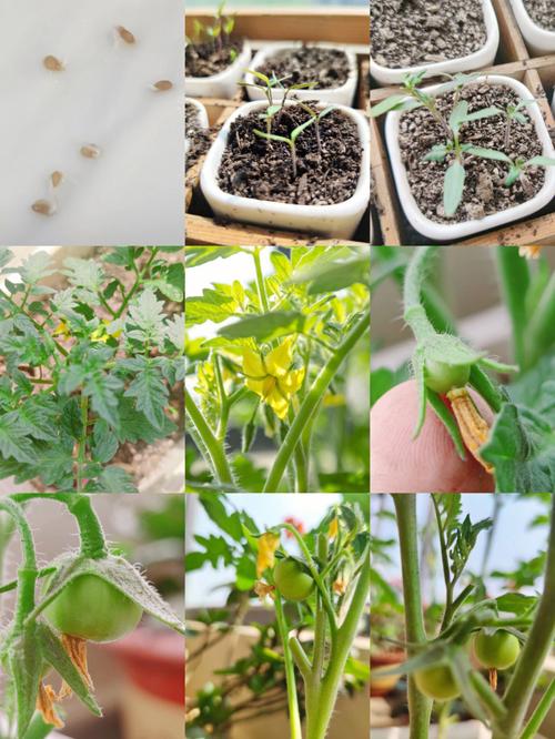 西红柿种子育苗的技巧和方法「番茄怎么育苗和种植视频」 西红柿种子育苗的技巧和方法「番茄怎么育苗和种植视频」 植物种类