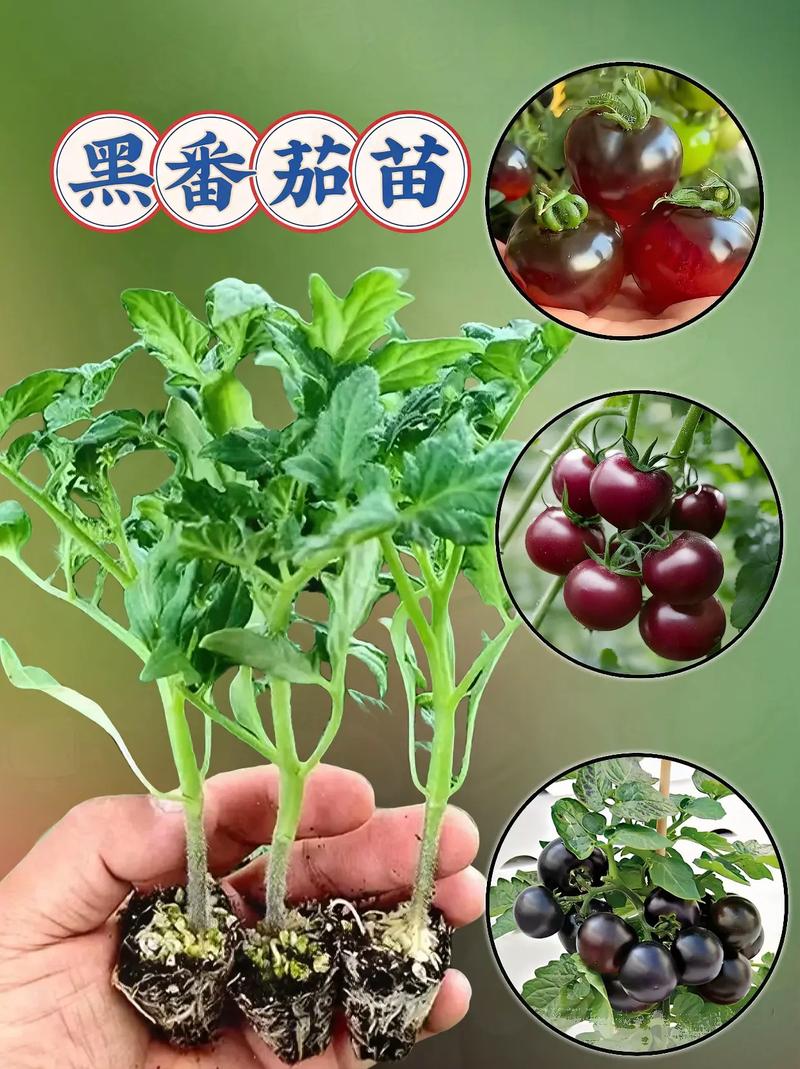 樱桃西红柿种植技术「樱桃家种番茄怎么种植的视频」 樱桃西红柿种植技术「樱桃家种番茄怎么种植的视频」 植物种类