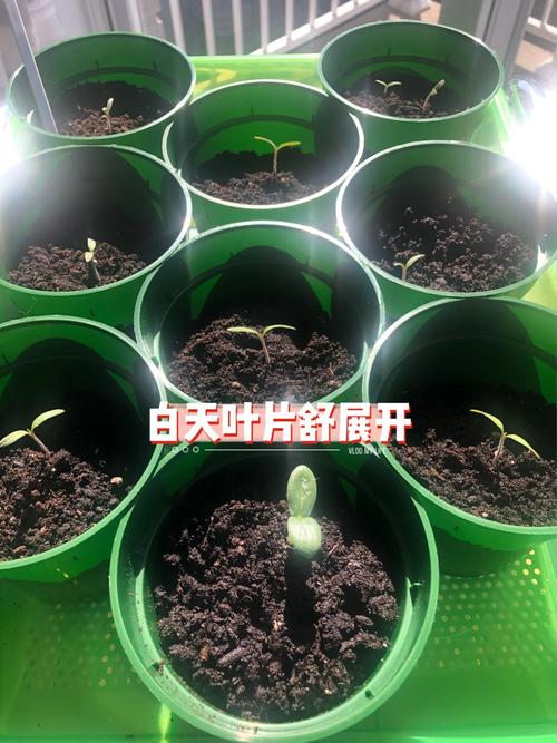 茄子和柿子苗期怎么样施肥「水果番茄小苗苗怎么种植视频」 茄子和柿子苗期怎么样施肥「水果番茄小苗苗怎么种植视频」 花朵知识