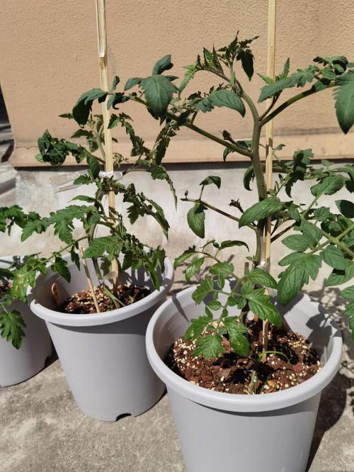 盆栽番茄的种植方法「盆栽番茄怎么种植过程视频」 盆栽番茄的种植方法「盆栽番茄怎么种植过程视频」 花朵知识