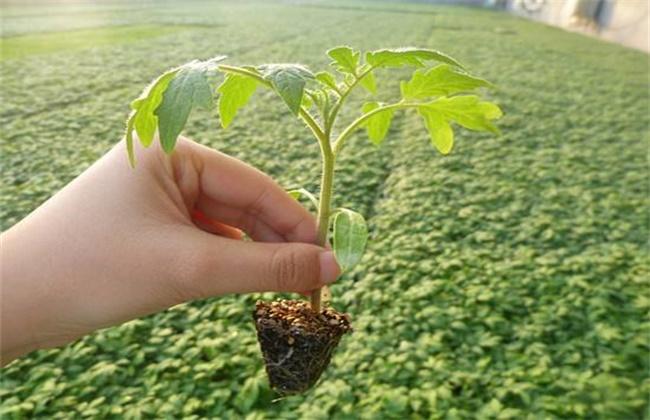早春番茄的育苗方法，以及栽培管理需要注意哪些问题「早春番茄怎么种植视频」 早春番茄的育苗方法，以及栽培管理需要注意哪些问题「早春番茄怎么种植视频」 植物种类