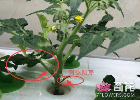 水培圣女果种子发芽的方法「水培水果番茄怎么种植视频」 水培圣女果种子发芽的方法「水培水果番茄怎么种植视频」 植物种类