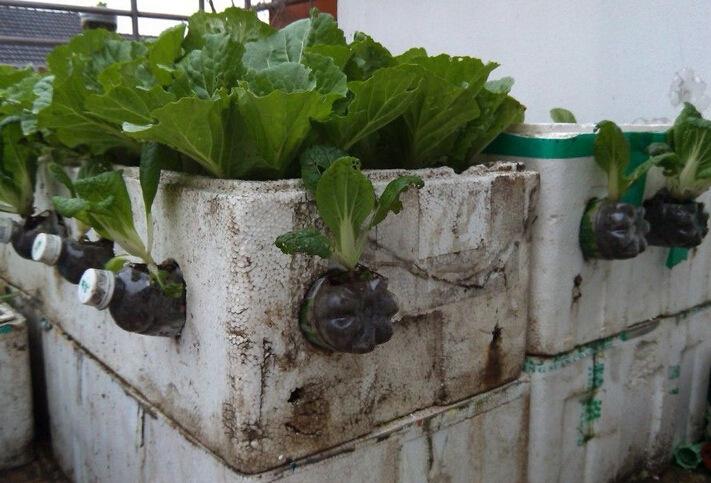 如何利用废弃木箱子来种菜「荒废蔬菜种植技巧图解大全」 如何利用废弃木箱子来种菜「荒废蔬菜种植技巧图解大全」 番茄种植技巧
