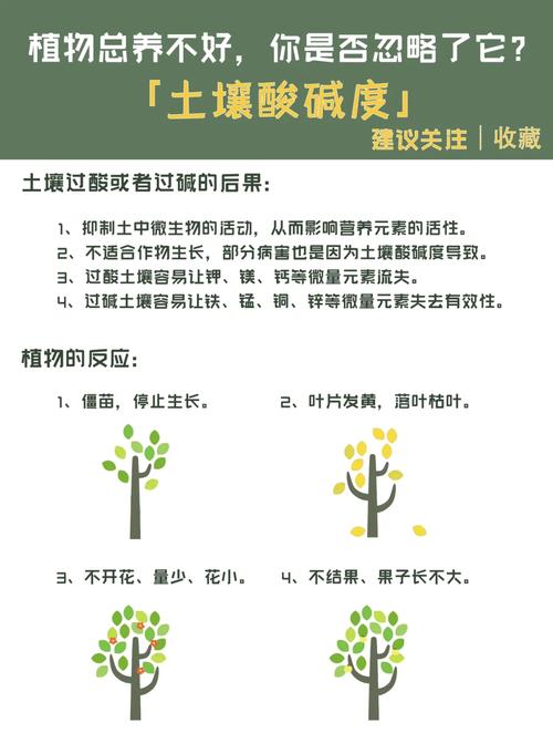 番茄小说是先做视频还是先申请关键词「番茄怎么种植土壤视频讲解教程」 番茄小说是先做视频还是先申请关键词「番茄怎么种植土壤视频讲解教程」 番茄种植技巧