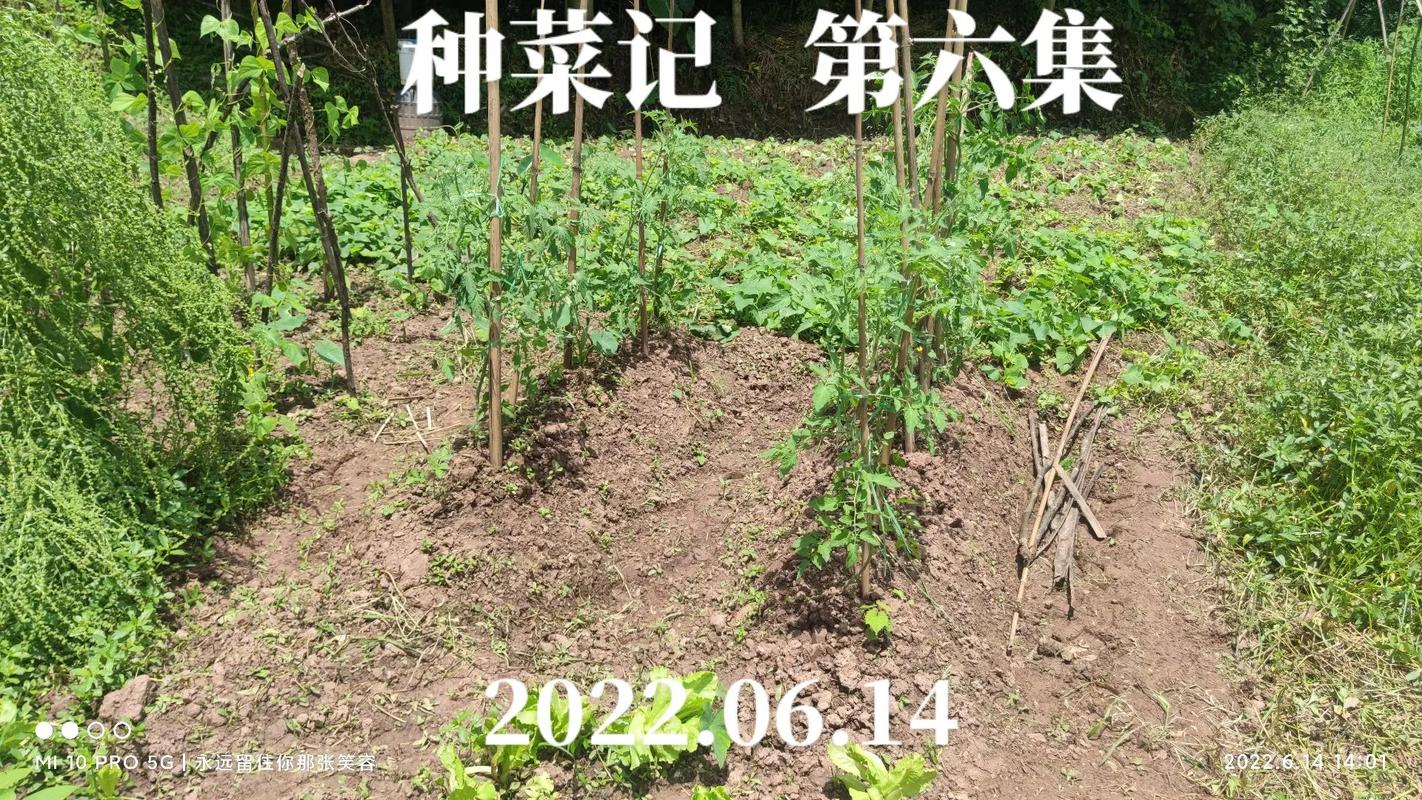 种西红柿怎么搭架子「番茄双行种植怎么插竹子视频」 种西红柿怎么搭架子「番茄双行种植怎么插竹子视频」 番茄种植技巧