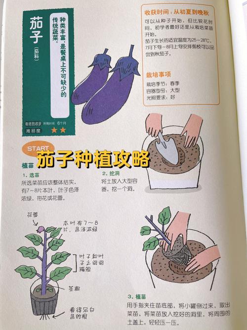 十个蔬菜种植的小妙招「几种蔬菜种植小技巧图片」 十个蔬菜种植的小妙招「几种蔬菜种植小技巧图片」 番茄种植技巧