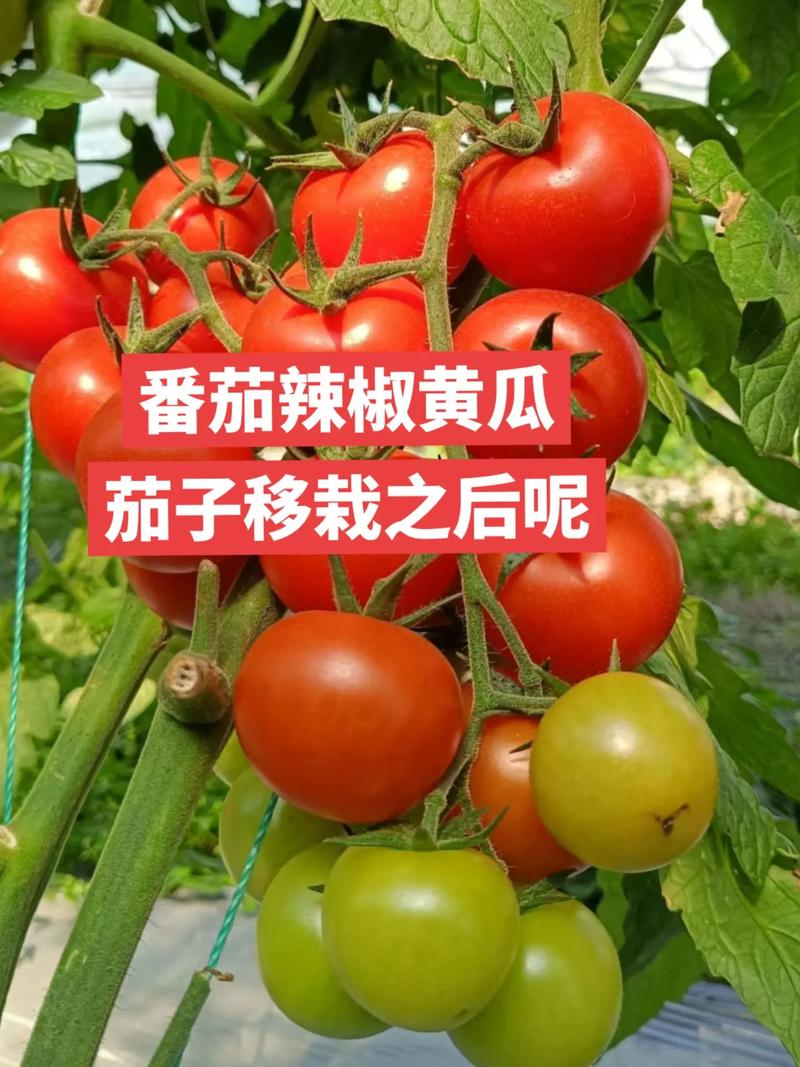 黄瓜和西红柿及辣椒能一起炒吗「黄瓜番茄辣椒怎么种植视频」 黄瓜和西红柿及辣椒能一起炒吗「黄瓜番茄辣椒怎么种植视频」 土壤施肥