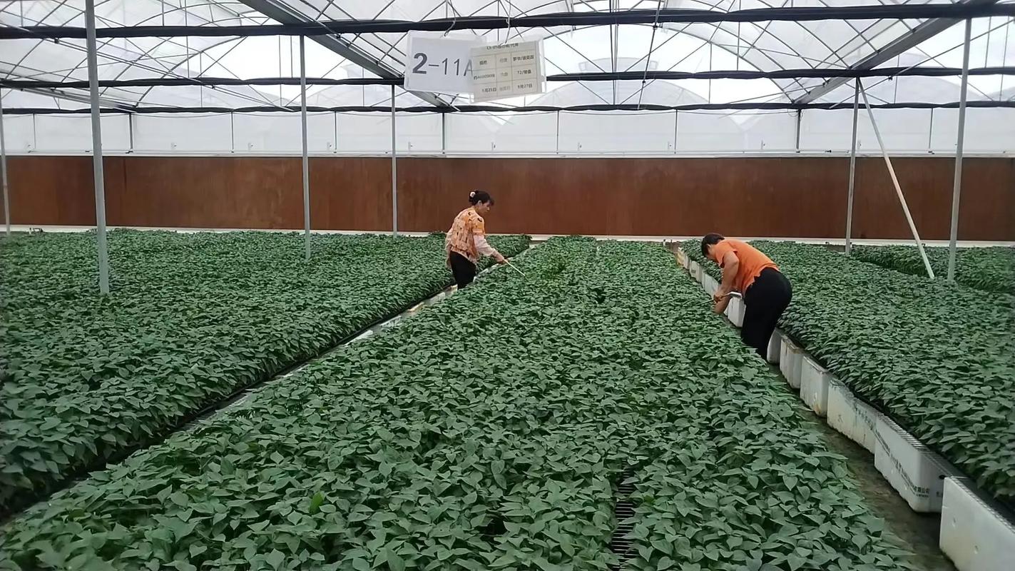 茄子苗和西红柿苗能种在一起吗「辣椒番茄茄子苗怎么种植视频」 茄子苗和西红柿苗能种在一起吗「辣椒番茄茄子苗怎么种植视频」 土壤施肥