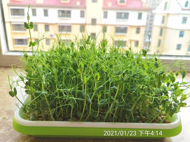 绿色豆芽种植方法「蔬菜种植技巧和方法视频教程」 绿色豆芽种植方法「蔬菜种植技巧和方法视频教程」 花朵知识