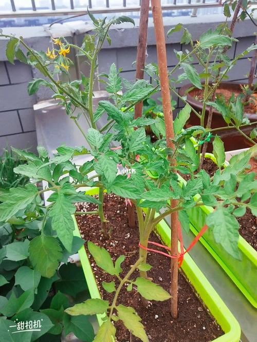 种西红柿怎么搭架子「番茄办公室怎么种植的」 种西红柿怎么搭架子「番茄办公室怎么种植的」 番茄种植技巧