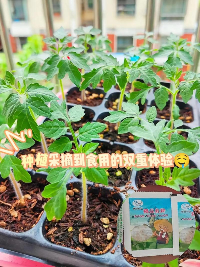 酸酸甜甜的番茄如何种植「番茄怎么种植用苗木好」 酸酸甜甜的番茄如何种植「番茄怎么种植用苗木好」 植物种类