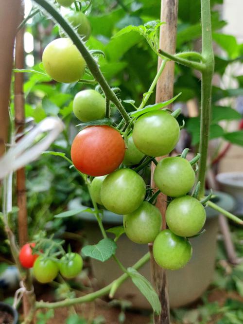 小番茄怎么种更甜更脆「番茄怎么种植最甜视频」 小番茄怎么种更甜更脆「番茄怎么种植最甜视频」 植物种类