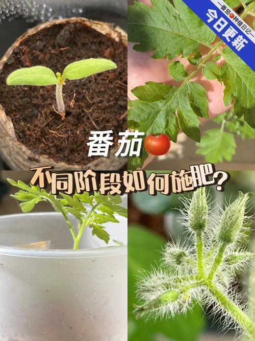 白糖兑水可以当肥料浇在番茄小苗上吗？怎么养「番茄种植怎么浇肥料视频」 白糖兑水可以当肥料浇在番茄小苗上吗？怎么养「番茄种植怎么浇肥料视频」 番茄种植技巧