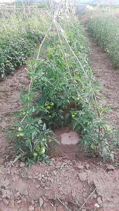 露地番茄种植技术「番茄田里怎么种植的视频」 露地番茄种植技术「番茄田里怎么种植的视频」 番茄种植技巧
