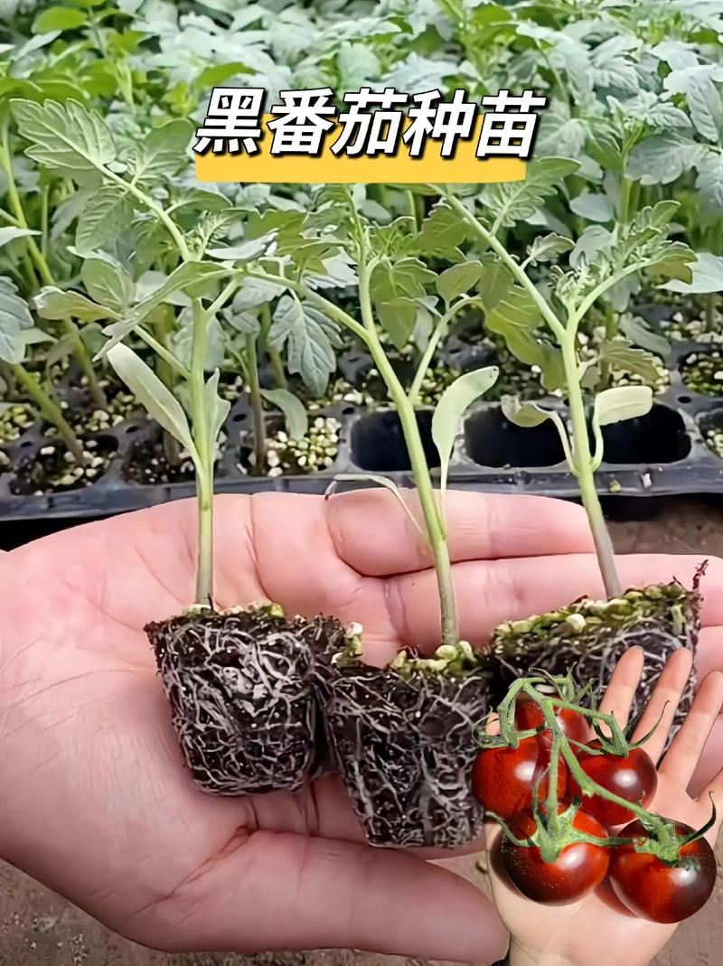 楼内怎么种植西红柿「番茄在家怎么种植视频」 楼内怎么种植西红柿「番茄在家怎么种植视频」 番茄种植技巧