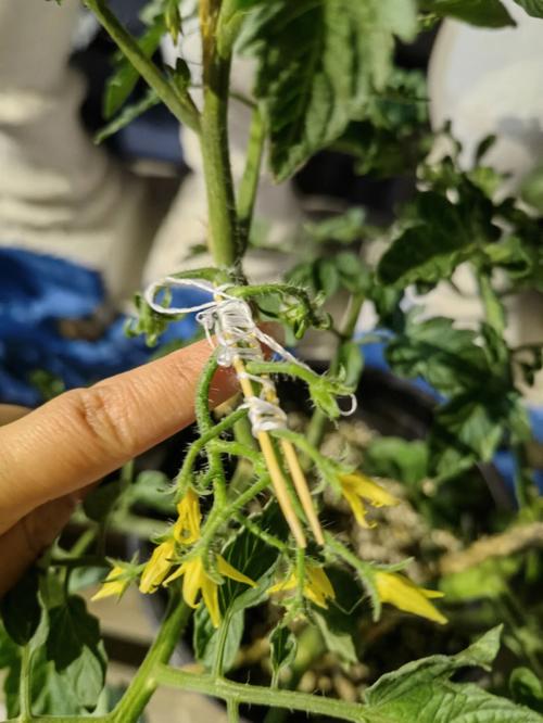 番茄出现严重的落果现象，请问该如何防治「番茄断枝怎么水培种植视频」 番茄出现严重的落果现象，请问该如何防治「番茄断枝怎么水培种植视频」 植物种类