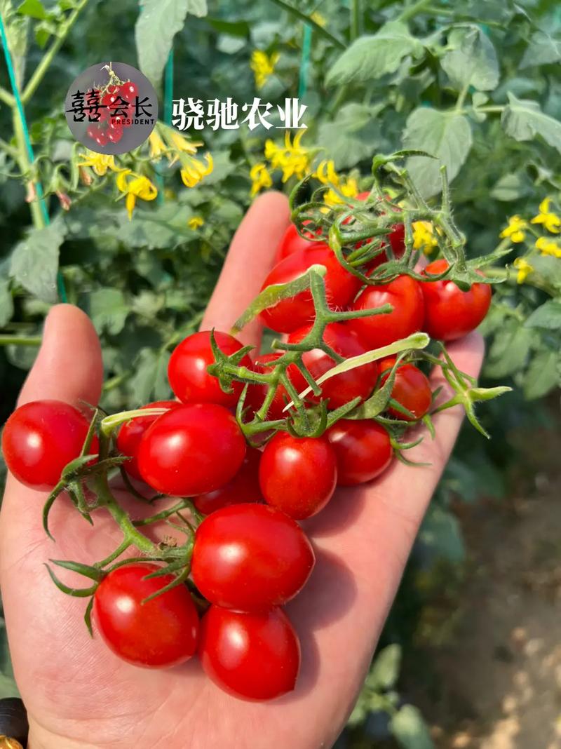 釜山88小番茄苗能长多高「紫玲珑番茄怎么种植视频」 釜山88小番茄苗能长多高「紫玲珑番茄怎么种植视频」 农业常识