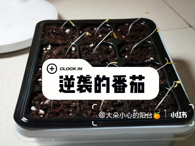 怎么种植黑番茄，黑番茄大概要几个月才能成熟，冬天怎么种植「黑色的番茄叫什么名字」 怎么种植黑番茄，黑番茄大概要几个月才能成熟，冬天怎么种植「黑色的番茄叫什么名字」 番茄病虫害防治