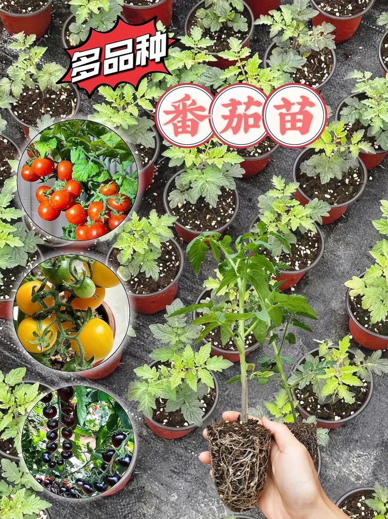 自家院子怎么种番茄「农家种番茄怎么种植视频」 自家院子怎么种番茄「农家种番茄怎么种植视频」 番茄种植技巧
