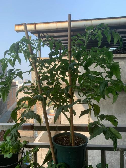 西红柿怎么搭架和修剪「阳台种植番茄怎么修枝视频」 西红柿怎么搭架和修剪「阳台种植番茄怎么修枝视频」 土壤施肥