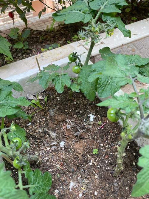 番茄种植怎么拦线「斜埋番茄怎么种植图片」 番茄种植怎么拦线「斜埋番茄怎么种植图片」 番茄种植技巧