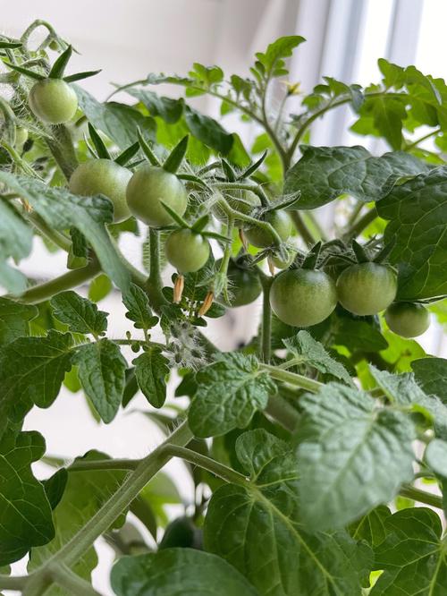 小番茄在家用盆怎么种植「在家番茄怎么种植方法视频」 小番茄在家用盆怎么种植「在家番茄怎么种植方法视频」 花朵知识