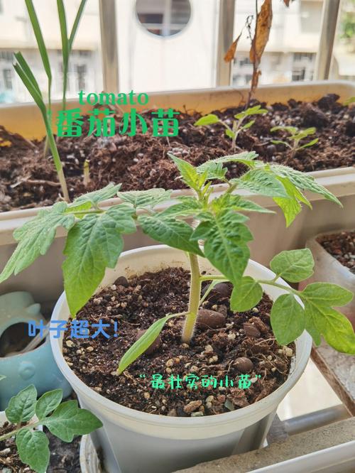有哪些让你一口气看完的书？有什么推荐「锦绣番茄种子怎么种植的」 有哪些让你一口气看完的书？有什么推荐「锦绣番茄种子怎么种植的」 花朵知识