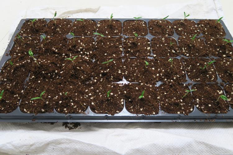 小番茄种子的种植方法「细长番茄种子怎么种植的视频」 小番茄种子的种植方法「细长番茄种子怎么种植的视频」 番茄种植技巧