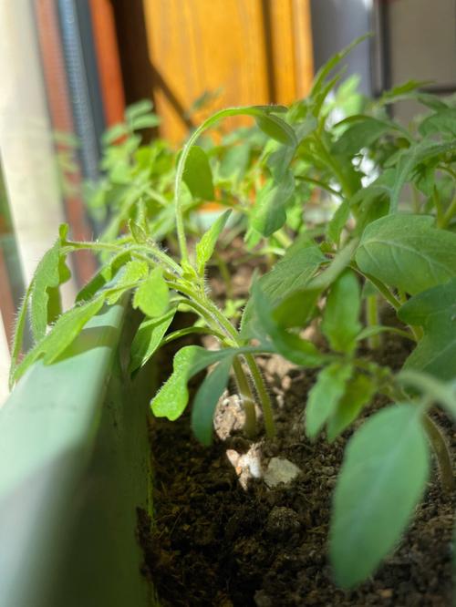 西红柿附近不能种什么「阳台番茄种植土豆怎么种的」 西红柿附近不能种什么「阳台番茄种植土豆怎么种的」 植物种类