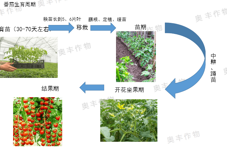红圣女小番茄种植方法「热带番茄种子怎么种植的」 红圣女小番茄种植方法「热带番茄种子怎么种植的」 农业常识