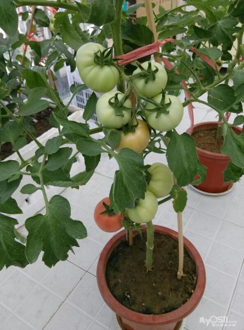 用花盆可以种植哪些蔬菜「青菜怎么种植小番茄的视频」 用花盆可以种植哪些蔬菜「青菜怎么种植小番茄的视频」 番茄病虫害防治