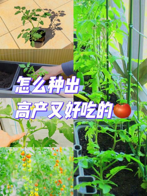 番茄小说推广视频内容怎么做「圆番茄怎么种植视频教程」 番茄小说推广视频内容怎么做「圆番茄怎么种植视频教程」 番茄种植技巧