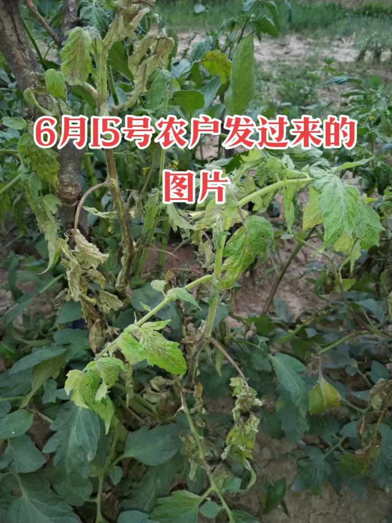 西红柿枯萎病怎么治「番茄枯萎了怎么种植视频」 西红柿枯萎病怎么治「番茄枯萎了怎么种植视频」 番茄种植技巧