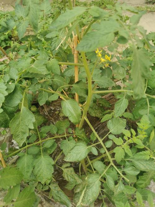 夏茬番茄遇见多雨天气怎么管理产量能高「番茄苗夏天怎么种植视频」 夏茬番茄遇见多雨天气怎么管理产量能高「番茄苗夏天怎么种植视频」 花朵知识