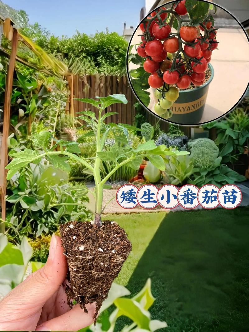 阳台西红柿种植方法「阳台种菜盆番茄怎么种植视频」 阳台西红柿种植方法「阳台种菜盆番茄怎么种植视频」 农业常识