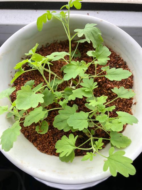 薄荷和玖瑰一起种植可以防虫吗「薄荷番茄怎么种植视频」 薄荷和玖瑰一起种植可以防虫吗「薄荷番茄怎么种植视频」 番茄种植技巧