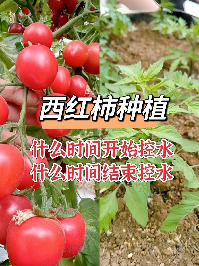 秋季西红柿什么时候栽最合适「秋季番茄高产怎么种植视频」 秋季西红柿什么时候栽最合适「秋季番茄高产怎么种植视频」 植物种类