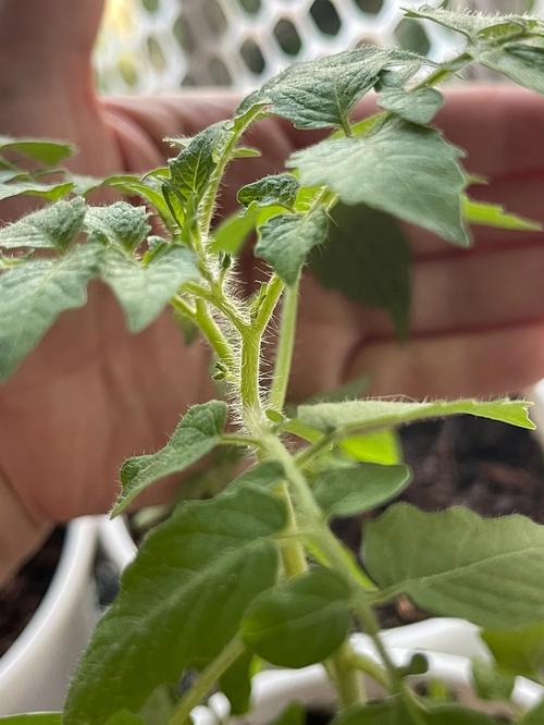 茄子番茄淮山家常做法「淮山怎么种植番茄苗视频」 茄子番茄淮山家常做法「淮山怎么种植番茄苗视频」 番茄种植技巧