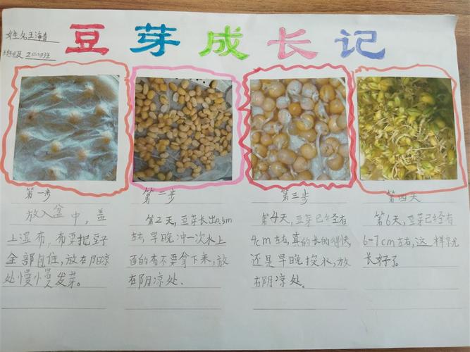豆芽在家的种植方法「蔬菜种植小技巧豆芽图片」 豆芽在家的种植方法「蔬菜种植小技巧豆芽图片」 土壤施肥