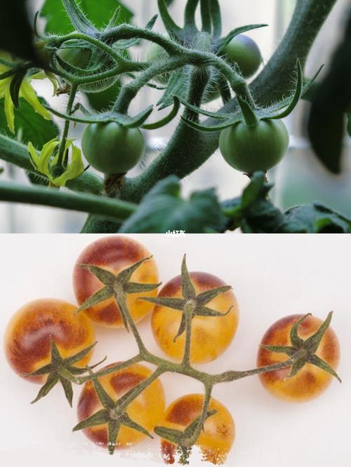 蓝莓和番茄哪个富含维生素b多「蓝莓套种番茄怎么种植视频」 蓝莓和番茄哪个富含维生素b多「蓝莓套种番茄怎么种植视频」 番茄种植技巧