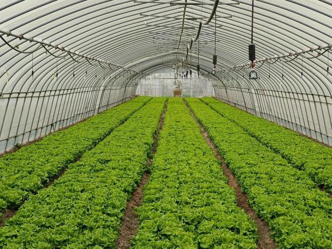 大棚灯光下青菜的种植方法「云南大棚蔬菜种植技巧和方法」 大棚灯光下青菜的种植方法「云南大棚蔬菜种植技巧和方法」 番茄病虫害防治