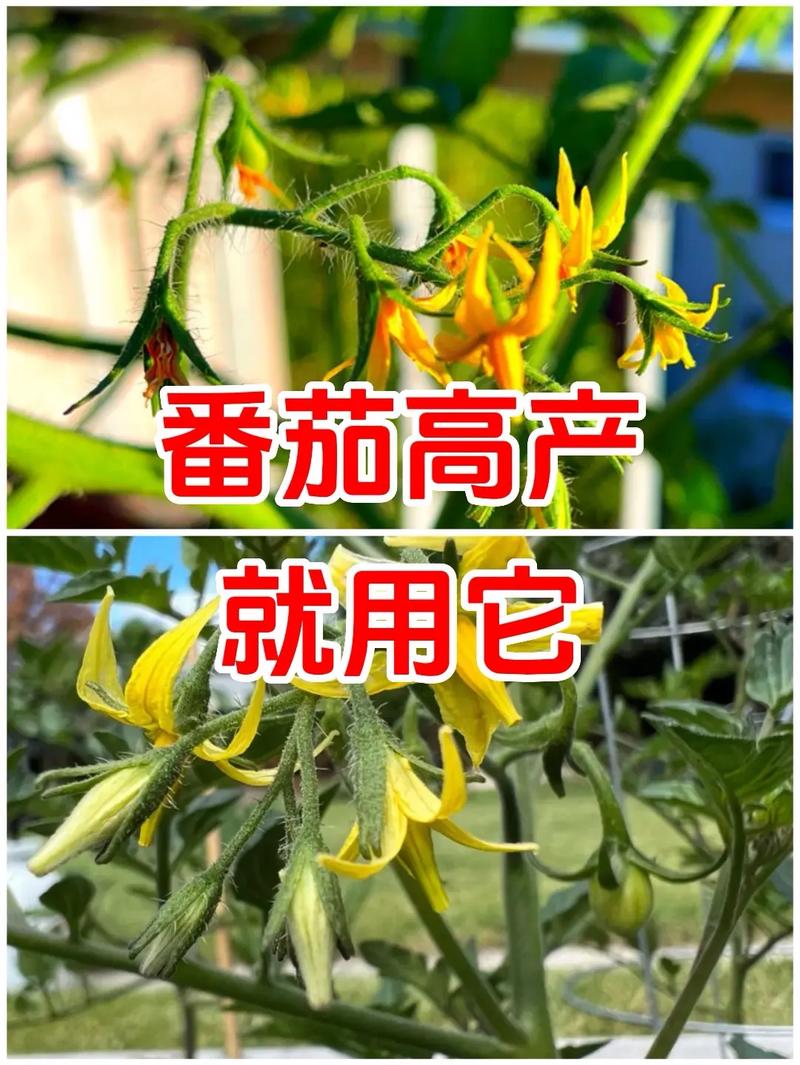 番茄怎么能结得又多又大「超大番茄怎么种植的视频」 番茄怎么能结得又多又大「超大番茄怎么种植的视频」 土壤施肥