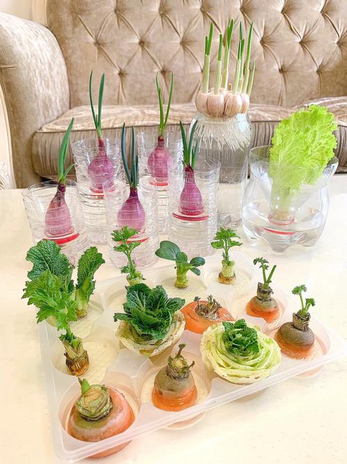 家庭水培蔬菜种植方法「水培蔬菜种植方法和技巧视频」 家庭水培蔬菜种植方法「水培蔬菜种植方法和技巧视频」 番茄种植技巧