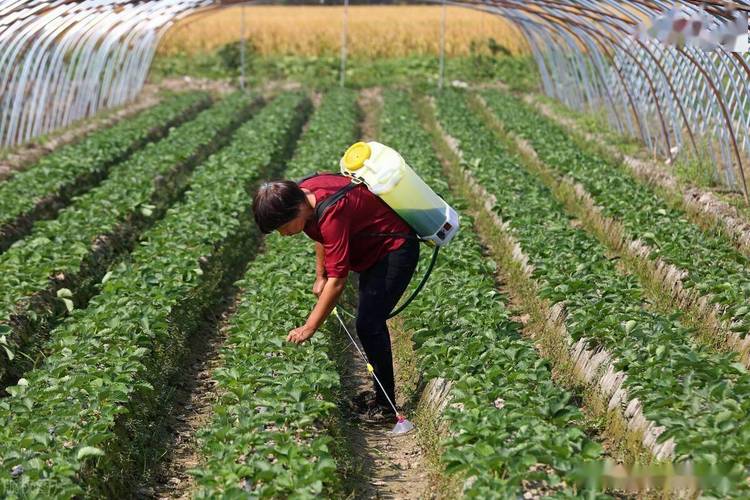 农民在夏季种植的什么蔬菜基本不用农药「小白学蔬菜种植技巧视频」 农民在夏季种植的什么蔬菜基本不用农药「小白学蔬菜种植技巧视频」 番茄种植技巧