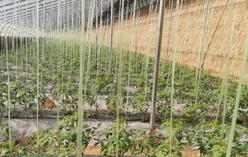 冬季温室大棚西红柿苗多大定植合适「番茄冬天怎么种植大棚视频」 冬季温室大棚西红柿苗多大定植合适「番茄冬天怎么种植大棚视频」 植物种类