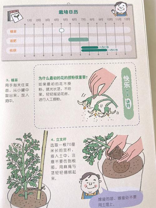 小番茄种植方法和时间「怎么种植新鲜小番茄视频」 小番茄种植方法和时间「怎么种植新鲜小番茄视频」 番茄病虫害防治