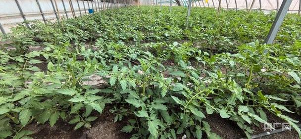 露天种植的蔬菜，如何管理才能不被冻坏「低温蔬菜种植技巧和方法视频」 露天种植的蔬菜，如何管理才能不被冻坏「低温蔬菜种植技巧和方法视频」 土壤施肥
